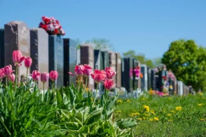 Tulipes roses et végétation fleurie au pied des pierres tombales d'un cimetière
